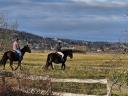 Riding stables for sale