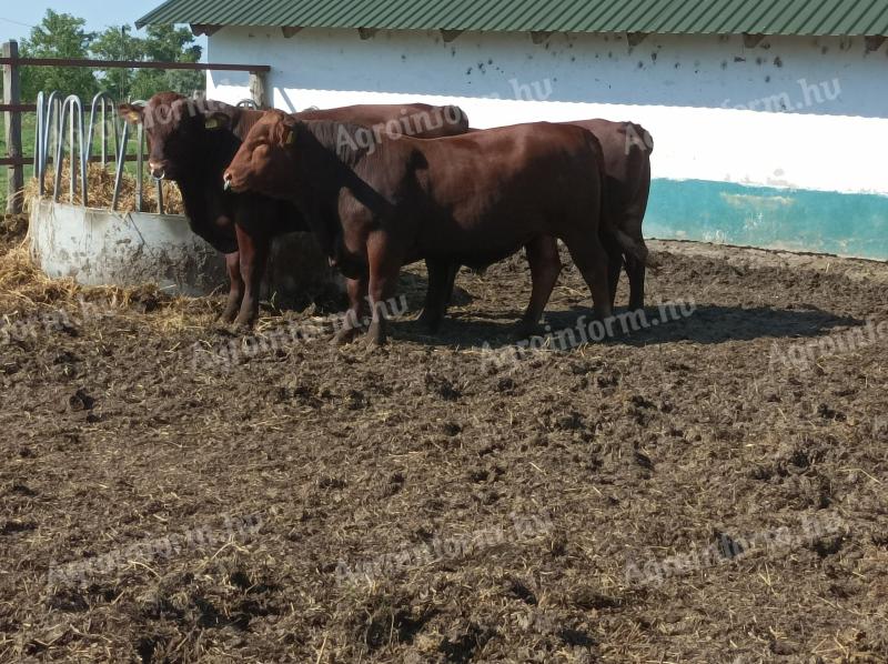 Angus breeding bulls