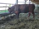 Angus breeding bulls