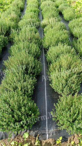 Cut thyme for sale (organic conversion)