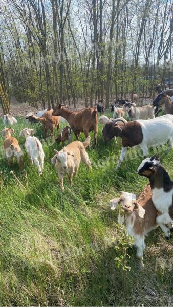 ENAR registrirane alpsko-bučarske mešane koze za prodajo