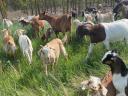 ENAR registered Alpine-Boer mixed goats for sale