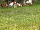 ENAR registered Alpine-Boer mixed goats for sale