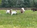 ENAR registered Alpine-Boer mixed goats for sale