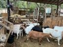 ENAR registered Alpine-Boer mixed goats for sale