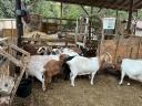 ENAR registered Alpine-Boer mixed goats for sale