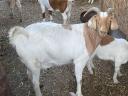 ENAR registered Alpine-Boer mixed goats for sale