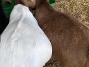 ENAR registered Alpine-Boer mixed goats for sale