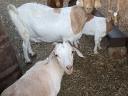 ENAR registered Alpine-Boer mixed goats for sale