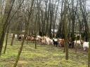 ЕНАР регистроване алпско-бурске мешане козе на продају