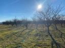 2,6 HA orchard for sale (plum-plum)