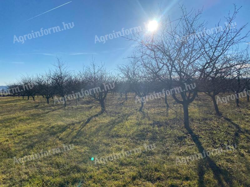 2,6 HA orchard for sale (plum-plum)