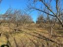 2,6 HA orchard for sale (plum-plum)