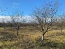 2,6 HA orchard for sale (plum-plum)