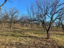 2,6 HA orchard for sale (plum-plum)