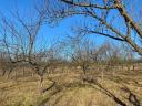 2,6 HA orchard for sale (plum-plum)