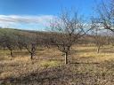 2,6 HA orchard for sale (plum-plum)