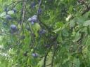 2,6 HA orchard for sale (plum-plum)