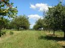 2,6 HA orchard for sale (plum-plum)