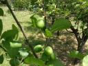 2,6 HA orchard for sale (plum-plum)