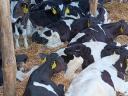 Holstein election bull calves, calves for sale continuously