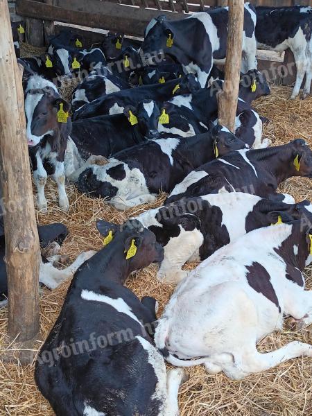 Telá a teľatá holsteinského výberového býka sú neustále na predaj