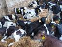 Holstein election bull calves, calves for sale continuously