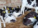 Holstein election bull calves, calves for sale continuously