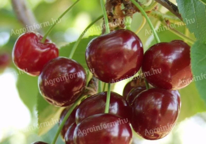 Dugoročni zakup / kupovina pol̂oprivrednog zeml̂išta