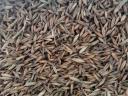 Cleaned autumn oats for sale