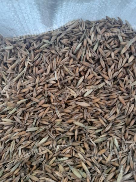 Cleaned autumn oats for sale