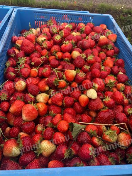 Erdbeerindustrie Klasse I Bestellung min. 10 Tonnen