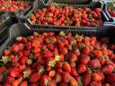 Erdbeerindustrie Klasse I Bestellung min. 10 Tonnen