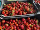 Strawberry industrial Class I order min. 10 tons
