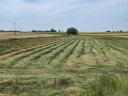 Grass hay small cube bale