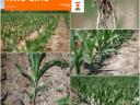 КВС ГИРО (ФАО 450-500) семе кукуруза