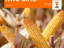 КВС ГИРО (ФАО 450-500) семе кукуруза