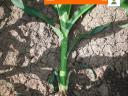 KWS HYPOLITO (FAO 350-400) kukorica vetőmag