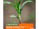 KWS HYPOLITO (FAO 350-400) sjeme kukuruza