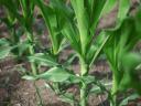 КВС ОЛТЕНИО (ФАО 350-400) семе кукуруза