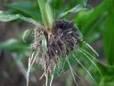 KWS OLTENIO (FAO 350-400) kukorica vetőmag
