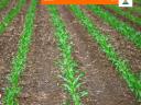 KWS OLTENIO (FAO 350-400) kukorica vetőmag