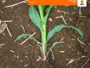 КВС ОЛТЕНИО (ФАО 350-400) семе кукуруза