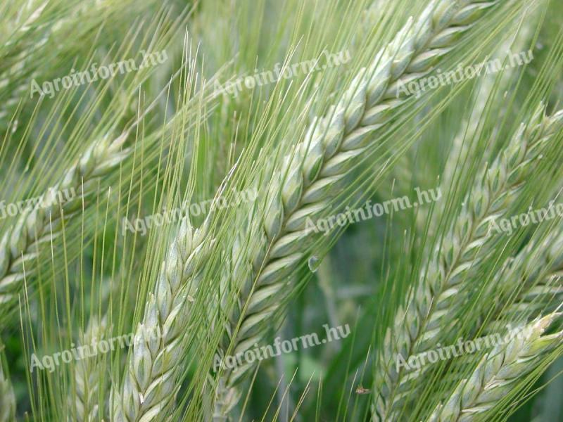 Rye Ryefood Grade III for sale