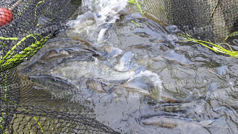 Barsch, Wels, Karpfen, Graskarpfen zum Verkauf von einer Fischfarm