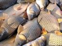 Perch, catfish, carp, amur for sale from fish farm