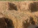 Alfalfa in bloom