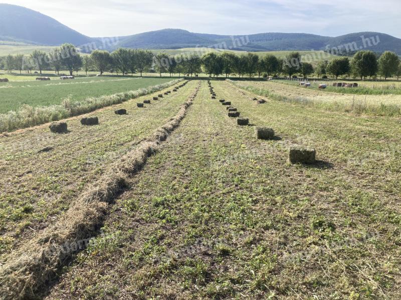 Lucerna kostka 1000 Ft/szt.