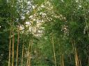 Aranyszárú Bambusz (Phyllostachys aureosulcata Aureocaulis) tövek eladók - Debrecen