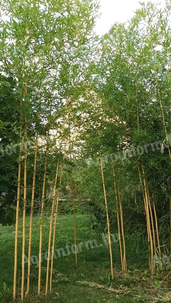 Aranyszárú Bambusz (Phyllostachys aureosulcata Aureocaulis) tövek eladók - Debrecen